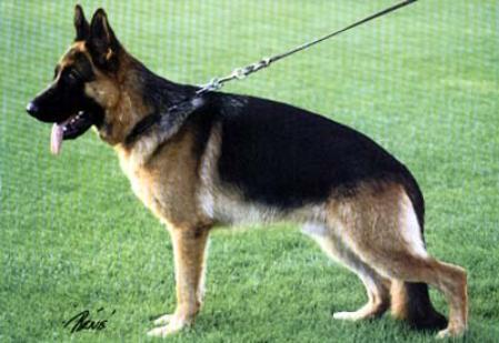 Lille-Noller's Daddy | German Shepherd Dog 