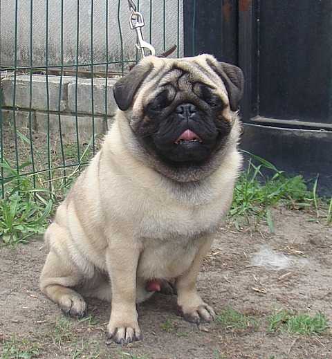 Oskar vom Mansalen | Pug 