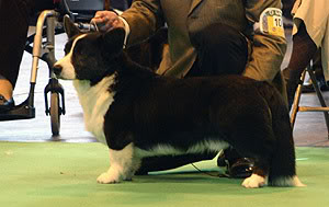 Blondie's Victory Challenge | Cardigan Welsh Corgi 