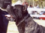 Iblon (LI01185768) | Cane Corso 