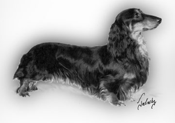 Brandachs Mr Goodbar MLD | Dachshund 