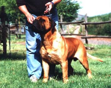 Blazin's King Creole | Bullmastiff 