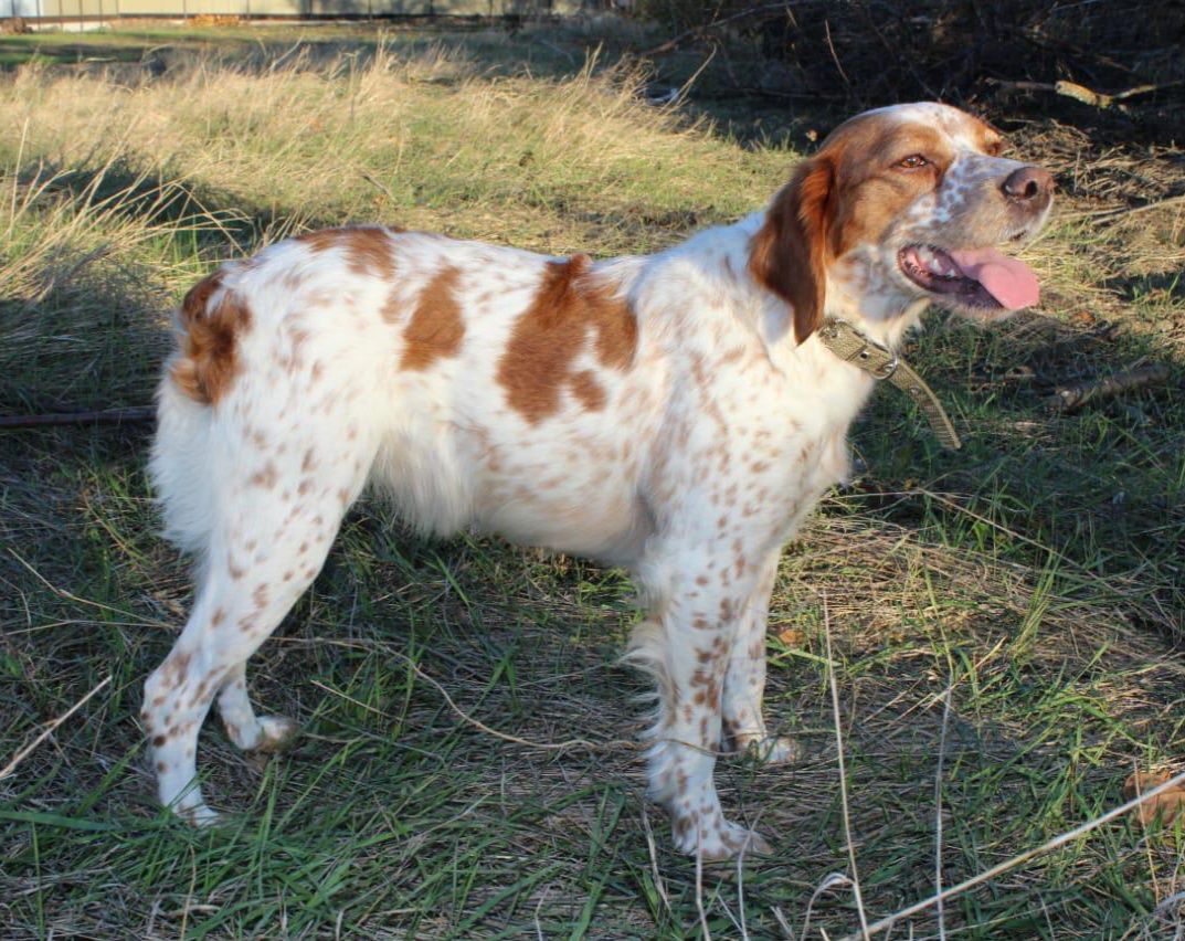 Polya Rossii GERDA | Brittany 
