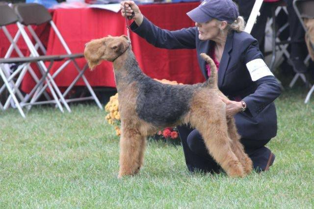 Timberwyck Kiss n Tell | Airedale Terrier 