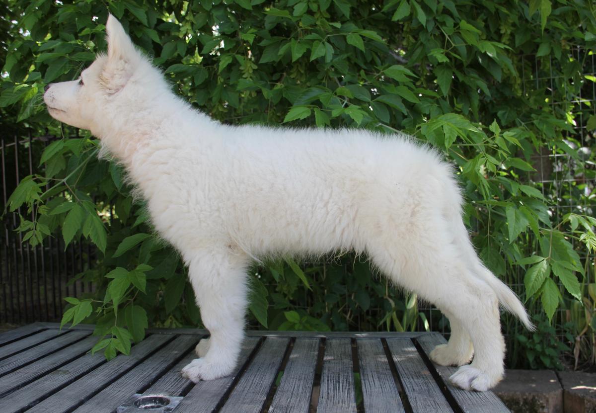 For Your Eyes Only Star of David | White Swiss Shepherd Dog 