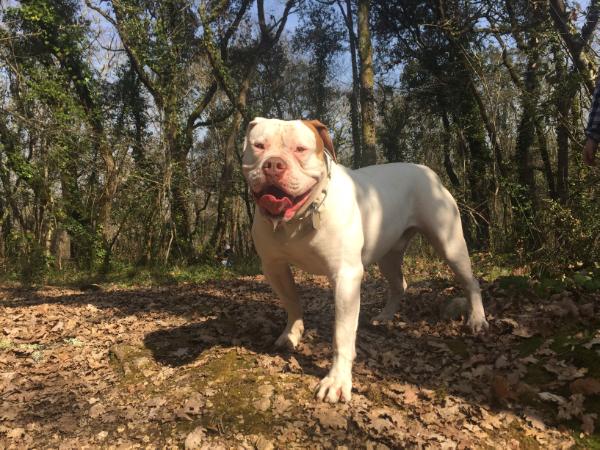 Icing Sugar of Love Addiction | American Bulldog 