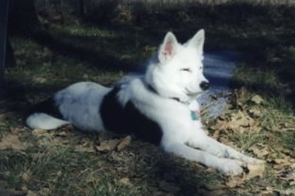 Vittetoes panda odinsdottir | Icelandic Sheepdog 
