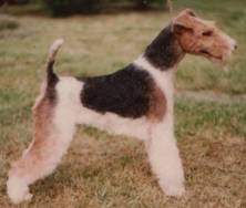 Vito vom Jünglingshof | Wire Fox Terrier 