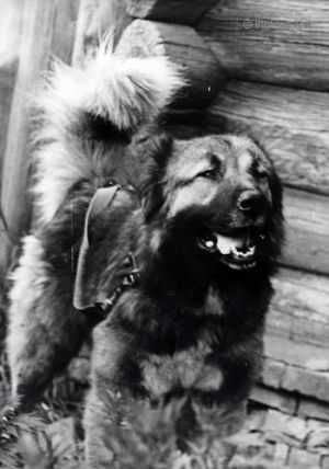 MALISH (MARKOV) | Caucasian Mountain Dog 