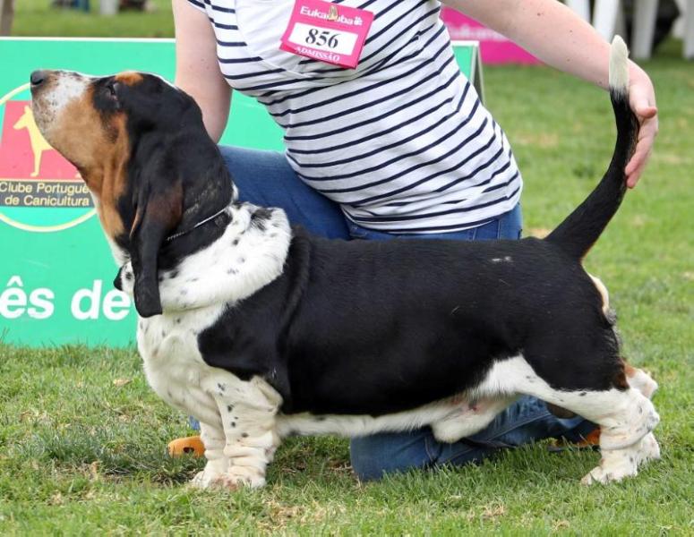 Sean da Casa do Trevo | Basset Hound 