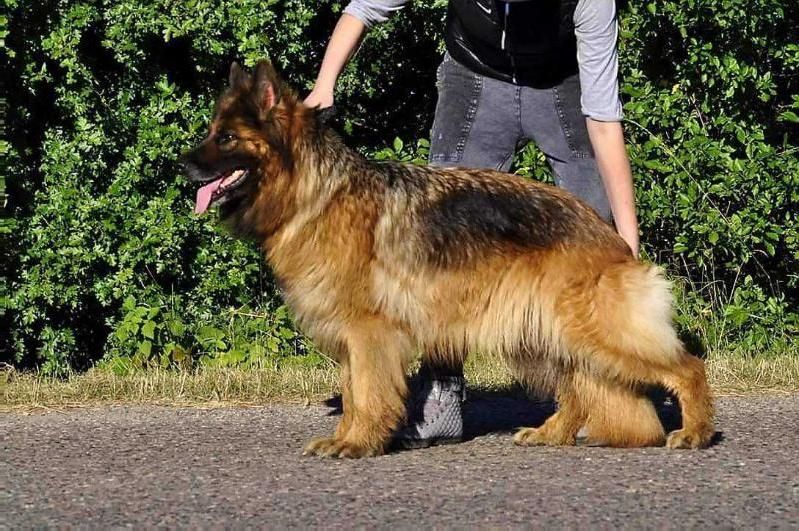 Figa Owczarek Z Miedzygórza | German Shepherd Dog 