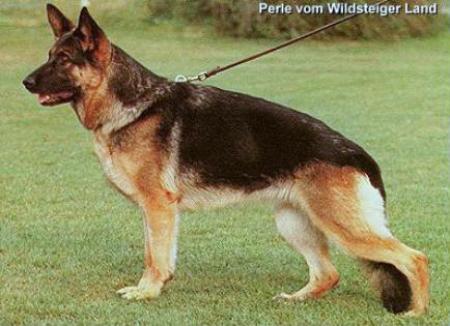 Perle vom Wildsteiger Land | German Shepherd Dog 