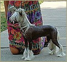 A Little Rendezvous N'Co. | Chinese Crested 