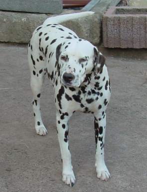 Chocolate von den Linden | Dalmatian 