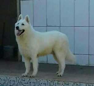 Mali Princ Od Bijelih Andela | White Swiss Shepherd Dog 