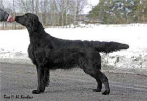 Almanza Jigsaw Puzzle | Flat-Coated Retriever 