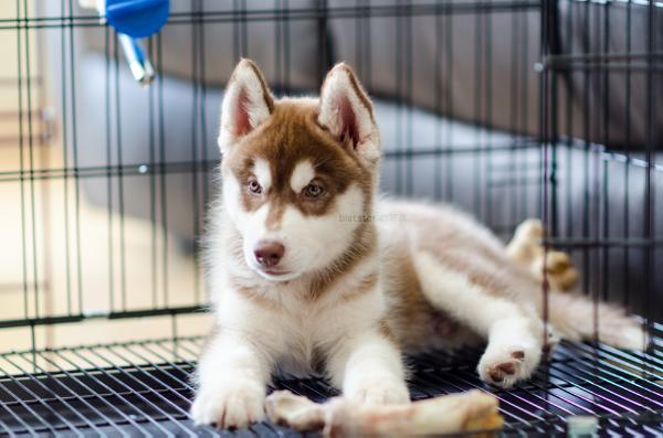 GoyMig's Little Rascal | Siberian Husky 