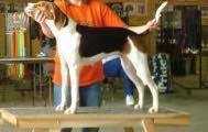 Beechwood So Fork River Cindy | Treeing Walker Coonhound 