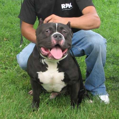 O'Boy's Adebesi | American Pit Bull Terrier 