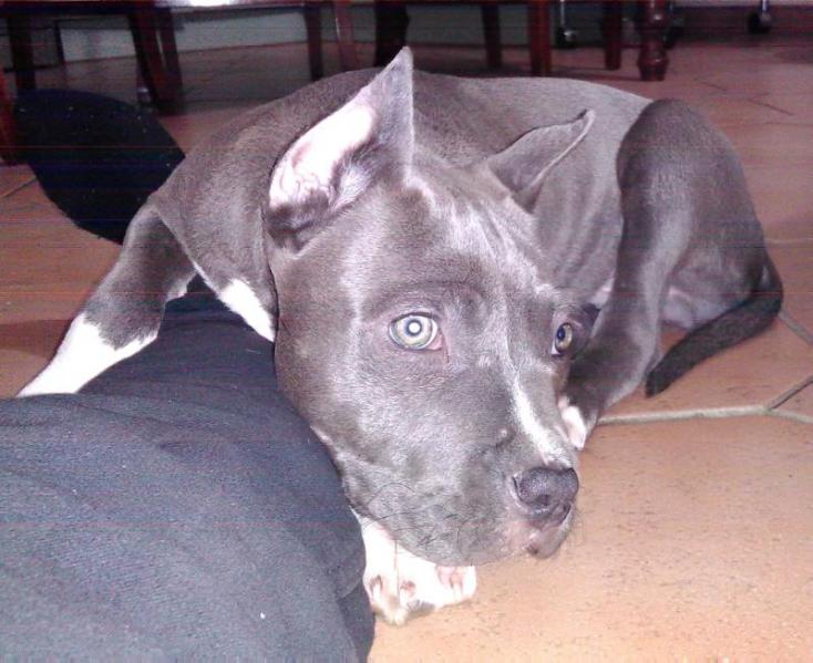 Blackwater's S.O.C. Gunny | American Staffordshire Terrier 