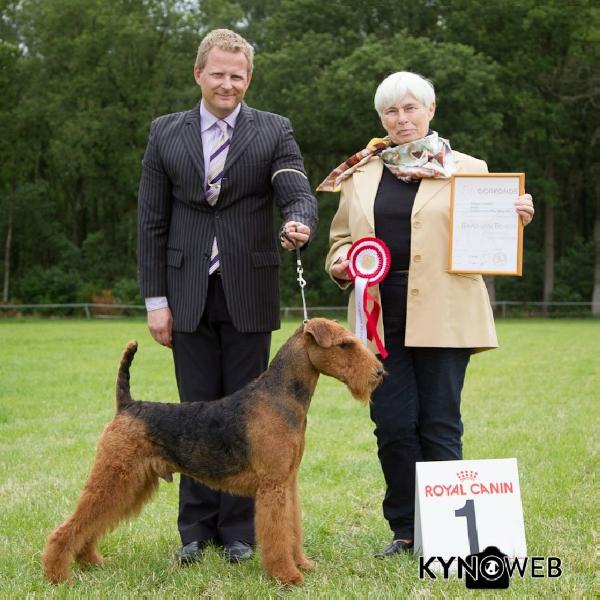 Darbywood's Master of the Game  " TIGER " | Airedale Terrier 