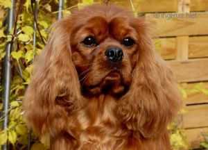 Liane's Gordon | Cavalier King Charles Spaniel 