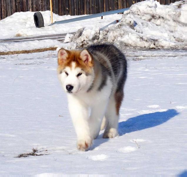 Amelhuk Veritas Millenium | Alaskan Malamute 