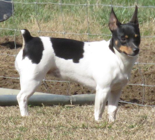 Aspen's California Dreamin' | Teddy Roosevelt Terrier 