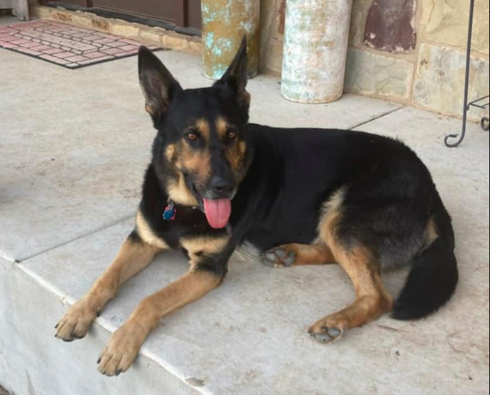 Major z Hrdinneho Odvahy | German Shepherd Dog 