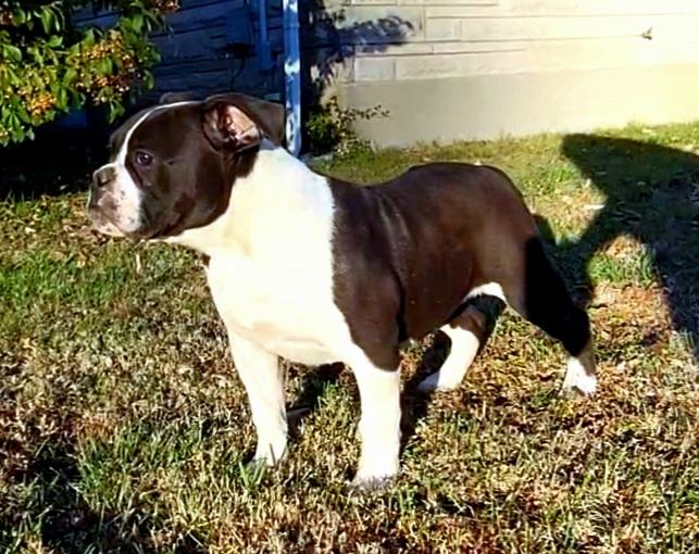 Taylormades t'challa | Olde English Bulldogge 