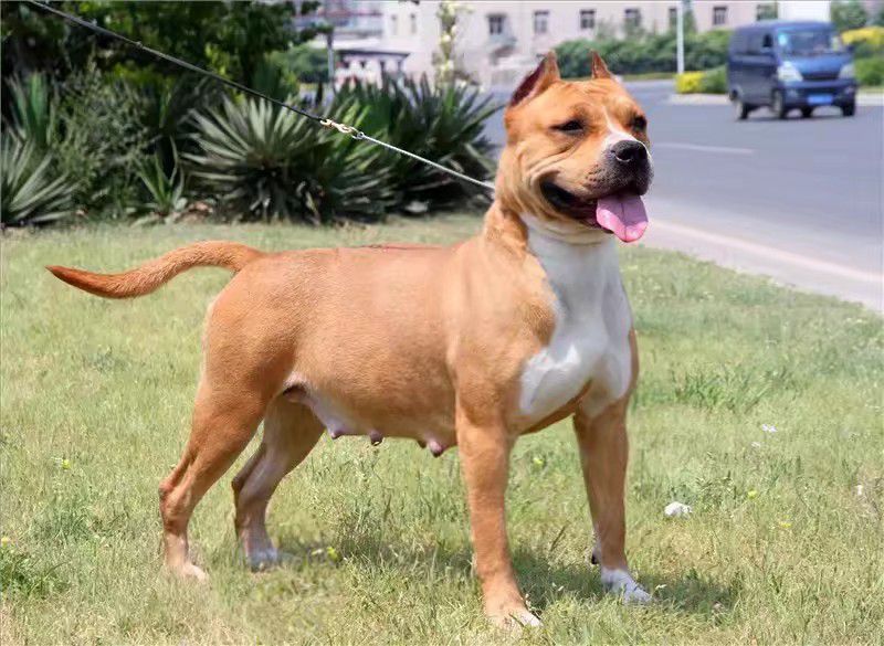 Bunny of Xiu Zun Kennel | American Staffordshire Terrier 