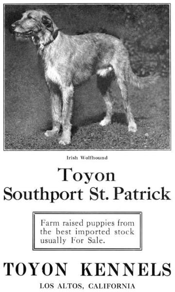 Toyon Southport St Patrick 182343 | Irish Wolfhound 