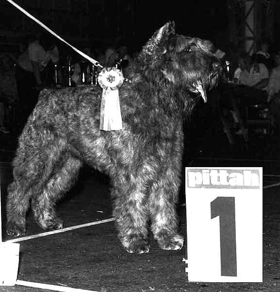 Beauprince-Amber v. Rovika | Bouvier des Flandres 