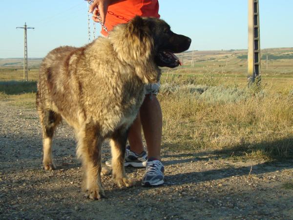 Faya De Brailita | Caucasian Mountain Dog 