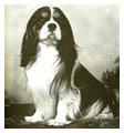 Nevhill's Nazareth | Cavalier King Charles Spaniel 