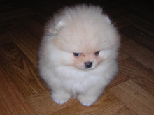 ALMI- URNIS Demi Mur | Pomeranian 