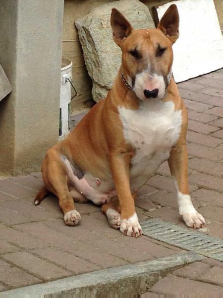 Plinio Del Dianiri | Bull Terrier 