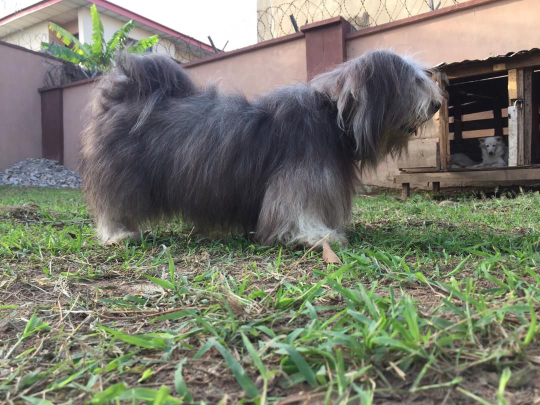 Delps Coco | Lhasa Apso 