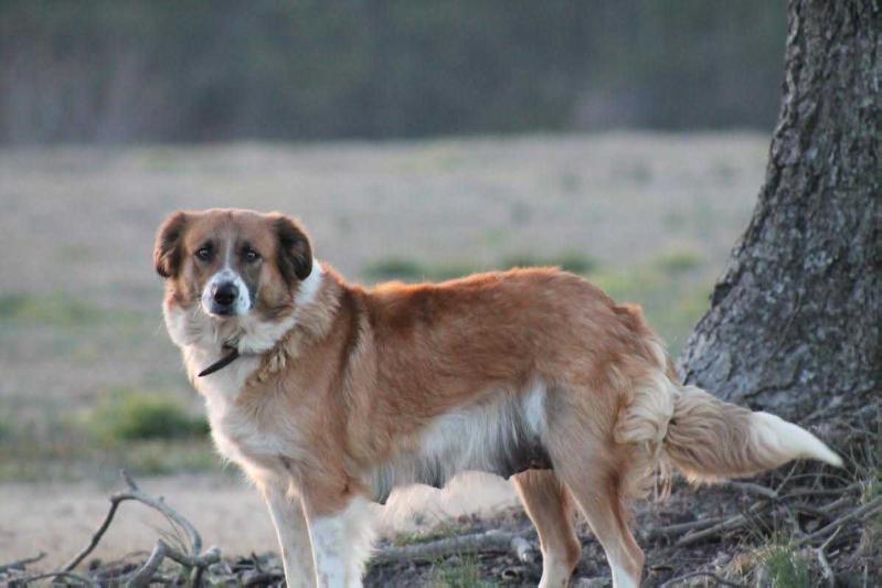 Dakota ABC 379216 | Border Collie 