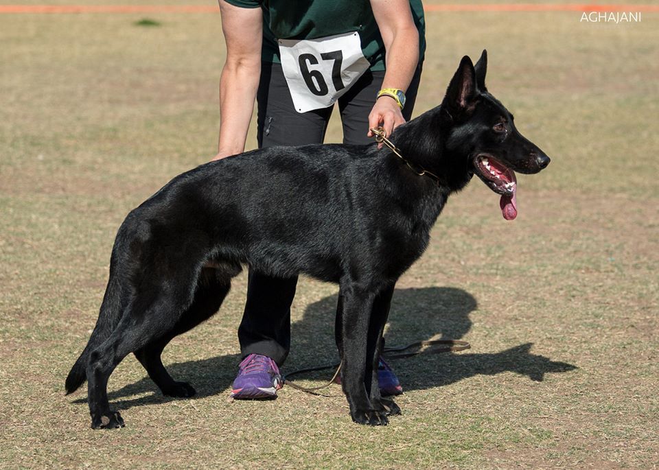 Kail vom Mack-Zwinger | German Shepherd Dog 