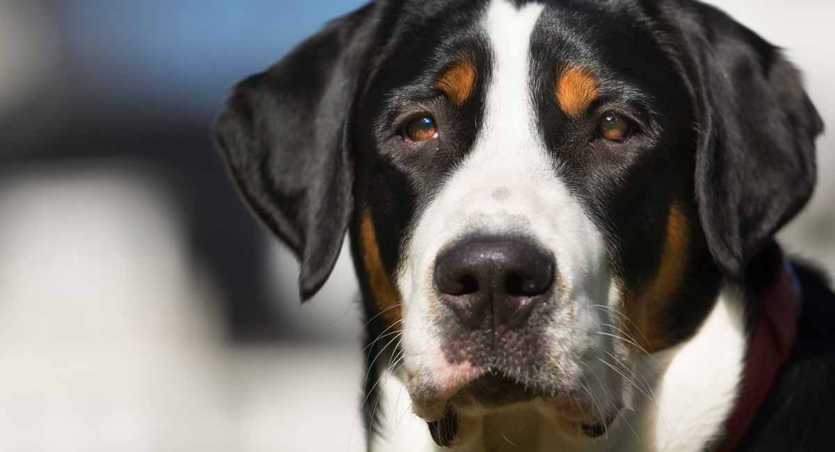 Greater Swiss Mountain Dog