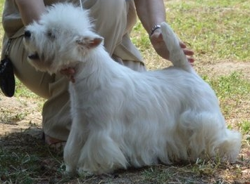 Bogarhazi Never Ending Story | West Highland White Terrier 