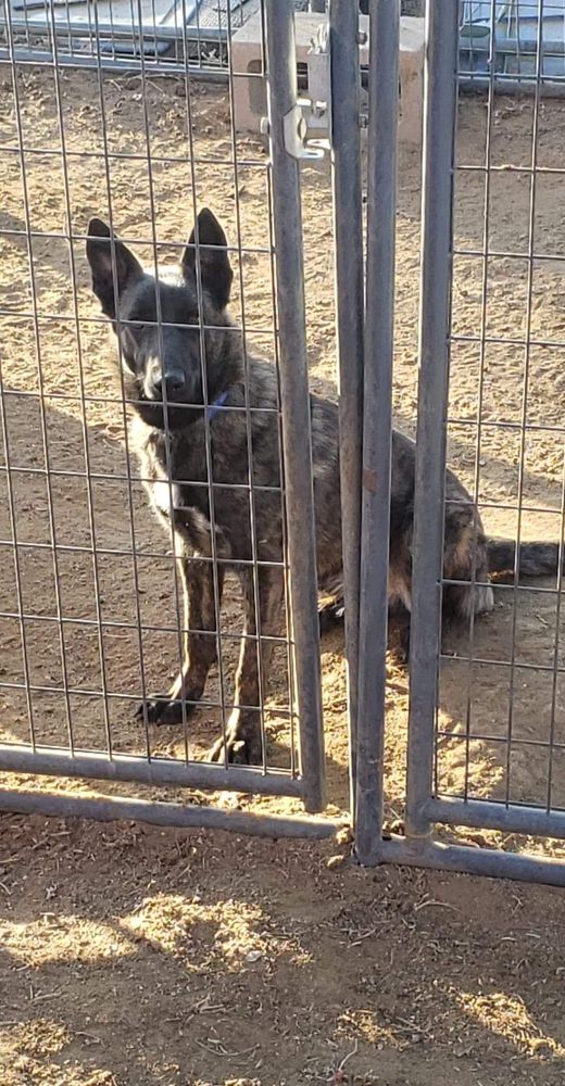 Schatzie vom Lebe Frei | Dutch Shepherd 