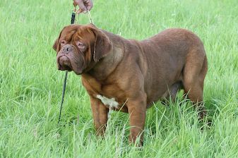 Boldhearts Zephyr | Dogue de Bordeaux 