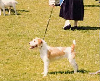 Rusty Never the Last | Parson Russell Terrier 