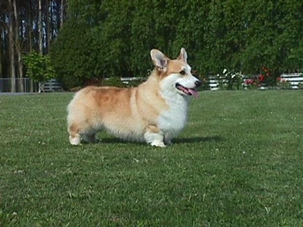 Merthyr Late Nite Chopin | Pembroke Welsh Corgi 