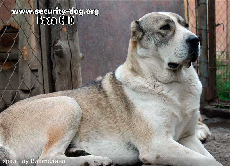 URAL TAU VLASTELINA | Central Asian Shepherd Dog 