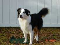 John Wayne the Duke | English Shepherd 