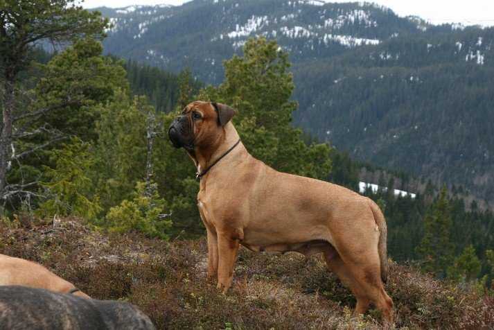 Rambull's Lily of the Valley | Bullmastiff 