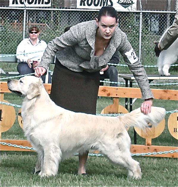 X-Trail Alaska's Prince Golden Angels of Oberach | Golden Retriever 